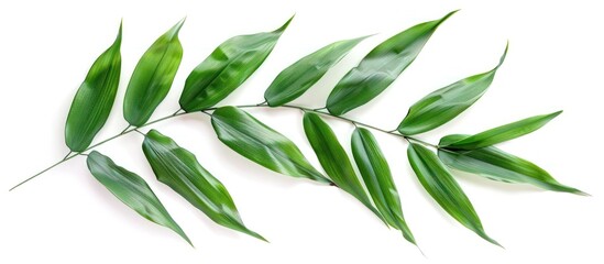 Bamboo Leaf in High Dicut PNG Style on White Background with Natural Light