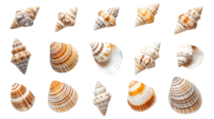 Seashells, ocean mollusk
