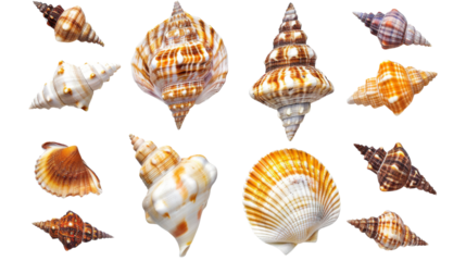 Seashells, ocean mollusk