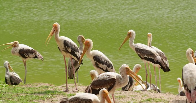 Painted stork (Mycteria leucocephala) is a large wader in the stork family. High definition shot at 4K video footage.