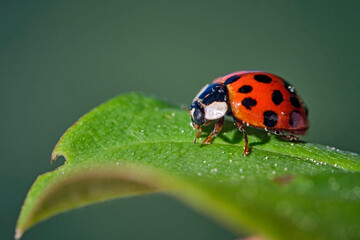 Asiatischer Marienkäfer ( Harmonia axyridis ).