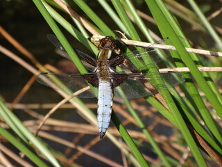 The broad-bodied chaser (Libellula depressa), male resting on reeds