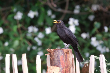 Amsel ( Turdus merula ) oder Schwarzdrossel.
