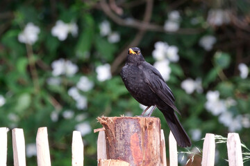 Amsel ( Turdus merula ) oder Schwarzdrossel.
