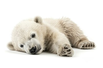 Fototapeta premium Fluffy baby polar bear with a playful pose isolated on white background