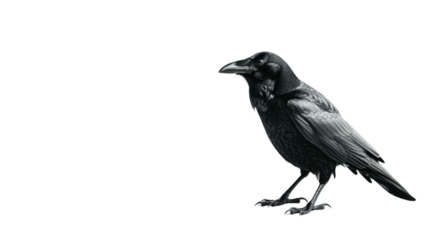 Crow blackbird animal 
