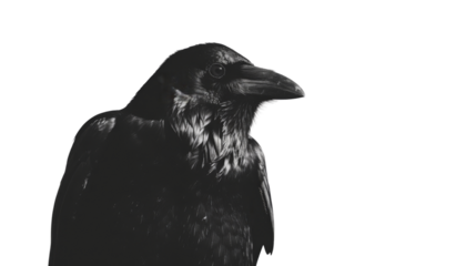 Crow blackbird animal 
