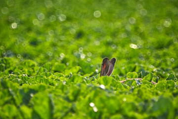 Feldhase ( Lepus europaeus ) im Rübenfeld.
