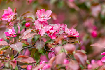 Background of pink apple tree flowers. Blooming spring orchard