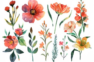 set watercolor flowers on white background