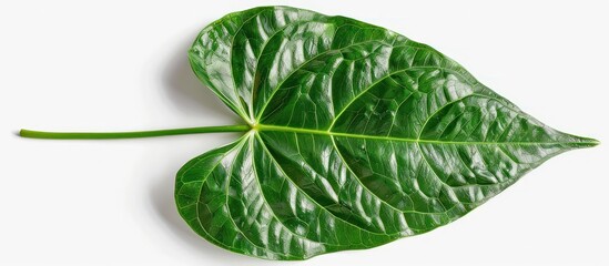 Anthurium Leaf in Pristine Condition Basking in Natural Light