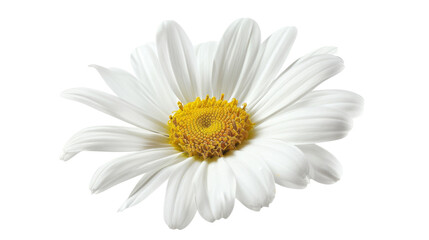 Daisy flower