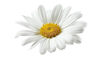 Daisy flower