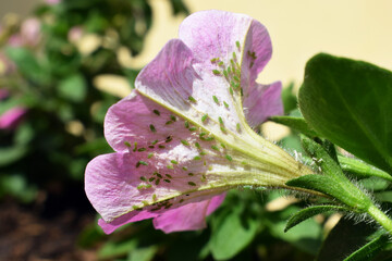 Colony of aphids on petunia flower