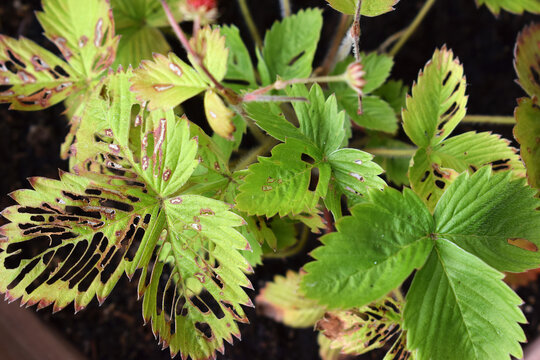 Leaves of strawberry plant (Fragaria vesca) damaged by sawfly larvae