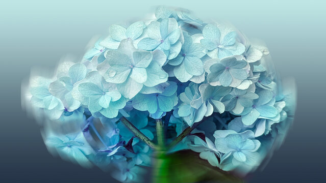 close up blue hydrangea flower blossom photography, abstract art background