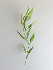 Fototapeta premium Slender Willow Leaf in D A Vibrant Symbol of Springtime Growth