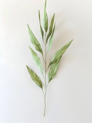 Obraz premium Slim Willow Leaf A Graceful Expression of Green on a Pure White Backdrop