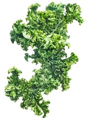 Obraz premium Curly Kale Leaves on White Background