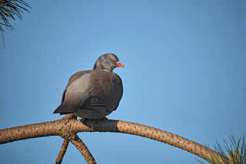 Ringeltaube ( Columba palumbus ).