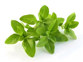 Vibrant D Rendering of Oregano Leaves on White