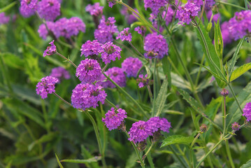 Verbena rigida Venosa , slender vervain or tuberous vervain, is a flowering herbaceous perennial plant