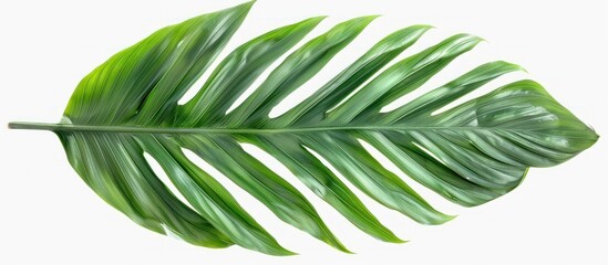 Caryota Palm Leaf in Isolated Dicut PNG Style on White Background