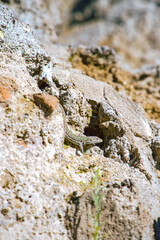 a lizard on a stone