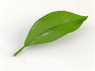 Fototapeta premium D Rendered Single Tea Leaf on White Background