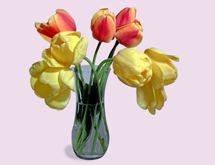 Many large yellow and red tulips in a glass vase with water on an isolated pink background, with space for text, for cards, congratulations.