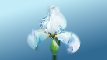 white bearded iris flower on blue background