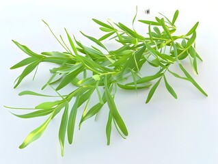 Obraz premium D Rendered Light Green Tarragon Leaves on White Background