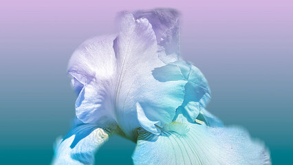 rainbow bearded iris flower close up on blue background © Shelby