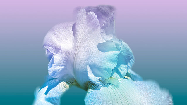 rainbow bearded iris flower close up on blue background - Powered by Adobe