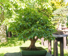 Beautiful deciduous tea tree bonsai in Prague botanical garden. Bonsai is dwarfed in a ceramic pot, a miniature of the original form of a large, old tree in nature, planted in shallow pots called bon.