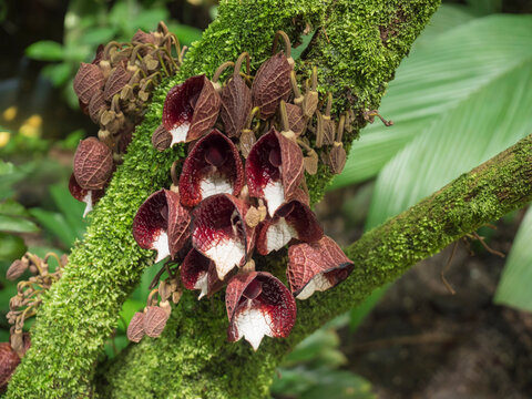 Close up of Arborescent pipe flower. Aristolochia arborea is a species of perennial plant in the family Aristolochiaceae, native in Mexico, Guatemala and El Salvador. Selective focus, macro