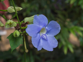 Close up single flower Thunbergia grandiflora, known as Blue Skyflower or Bengal Clockvine is a vigorous and fast-growing tropical vine. It has large, trumpet-shaped blue flowers.  macro