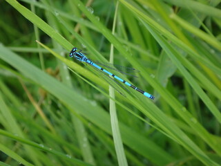 The azure damselfly (Coenagrion puella), male resting on a bramble leaf
