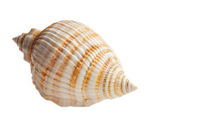 Obraz premium Ocena shell