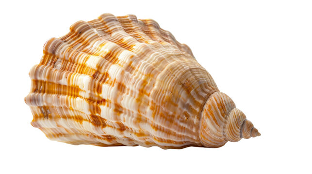 Ocena shell