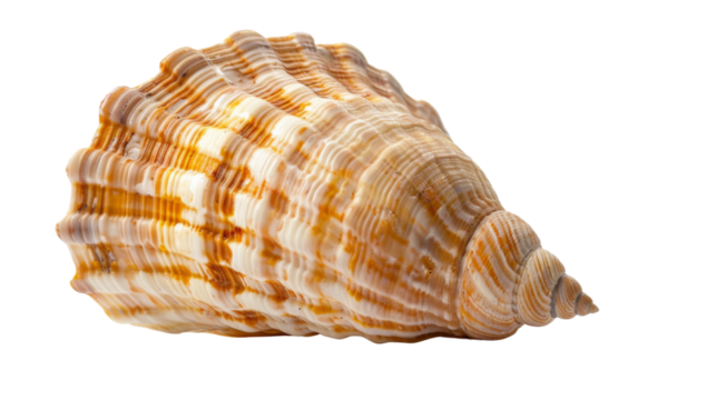 Ocena shell