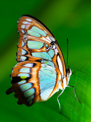 A vibrant butterfly with blue, orange, and white wings rests on a green leaf. Its intricate patterns and delicate details are captured in this macro shot.
