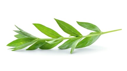 Tarragon Leaf in Pristine Isolation A Closeup Study of a Versatile Herb