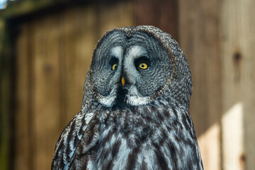 Enigmatic Gaze: The Nocturnal Majesty of a Grey Owl in its Natural Habitat, Capturing the Essence of Silent Predation and Mystical Wisdom
