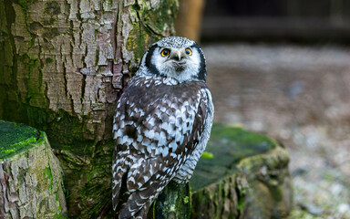 Fototapeta premium A close-up shot of a Northern Hawk Owl, featuring its striking yellow eyes and black-and-white patterned plumage.