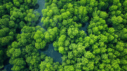 A lush green forest with a body of water in the middle