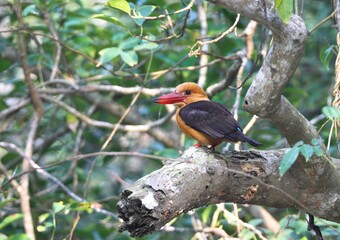 brown-winged kingfisher (Pelargopsis amauroptera) in Sundarbans.this photo was taken from Sundarbans,Bangladesh.