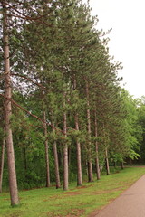 trees in the forest