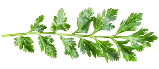Vibrant Carrot Leaf A Statement of Freshness in Dicut PNG Style