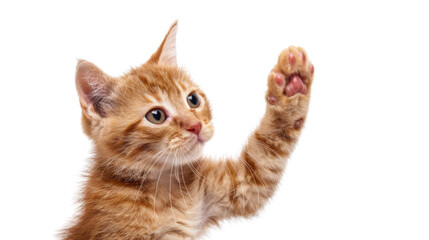 Cat giving high five